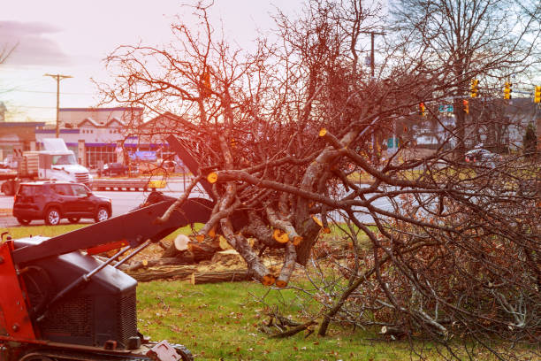 Best Emergency Tree Removal  in Berry Creek, CA