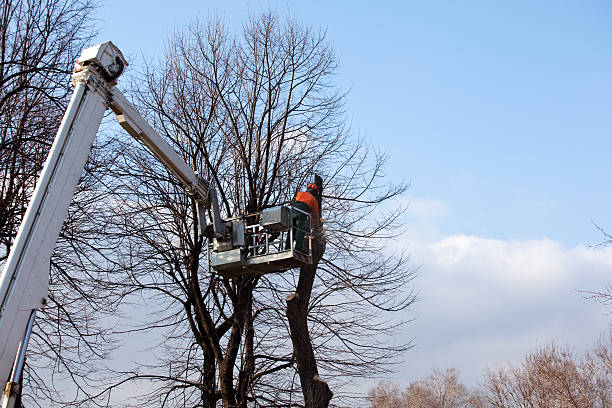 Best Tree Cabling and Bracing  in Berry Creek, CA